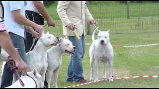 Dogo Argentino Club Italy Raduno 2010 part 12