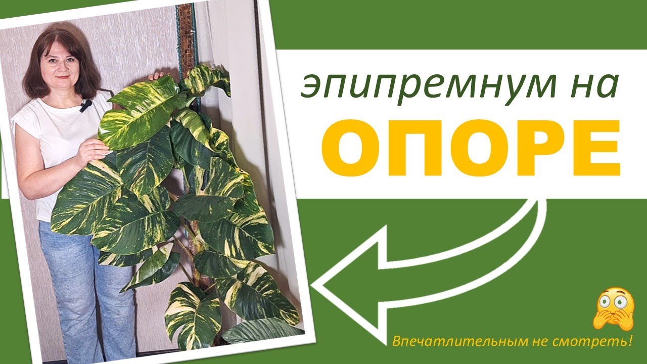 МОХОВАЯ ОПОРА (ТОТЕМ). Обрезаем эпипремнум, увеличиваем опору