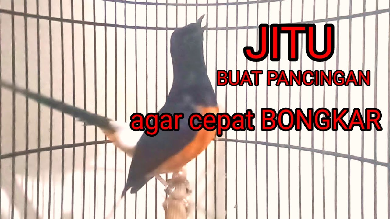 pancingan ampuh murai batu agar cepat bunyi