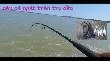 Câu cá ngát trên trụ cầu/ TV cá heo