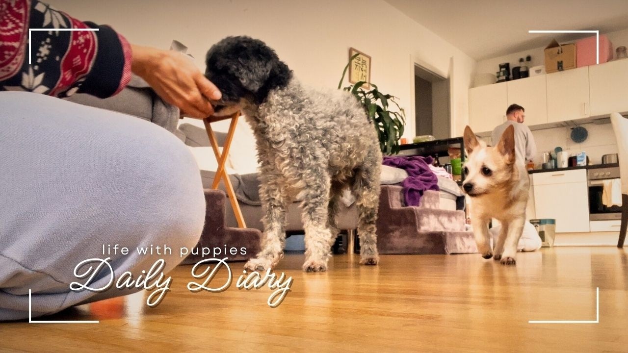 DAILY DIARY l making bibimbap, shopping, sorting out clothes ✨