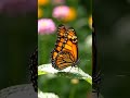 Nature’s Flying Beauty 🦋#butterfly#butterflyshorts#butterflyreels#nature#shorts #viralvideo