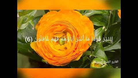 تلاوة مؤثرة لما تيسر من سورة يس | القارئ الشيخ حسن علي