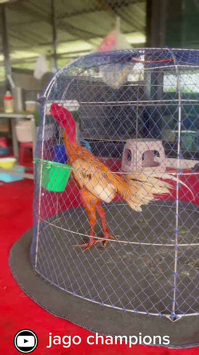 ayam lagi viral venom pembantai pama dari thailand