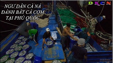 Ngư dân Cà Ná đánh bắt cá cơm tại Phú Quốc