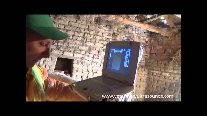 Cow Pregnancy Diagnosed With Ultrasound Technology