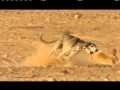 dog-saluki の動画、YouTube動画。