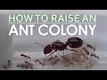 How To Raise An Ant Colony