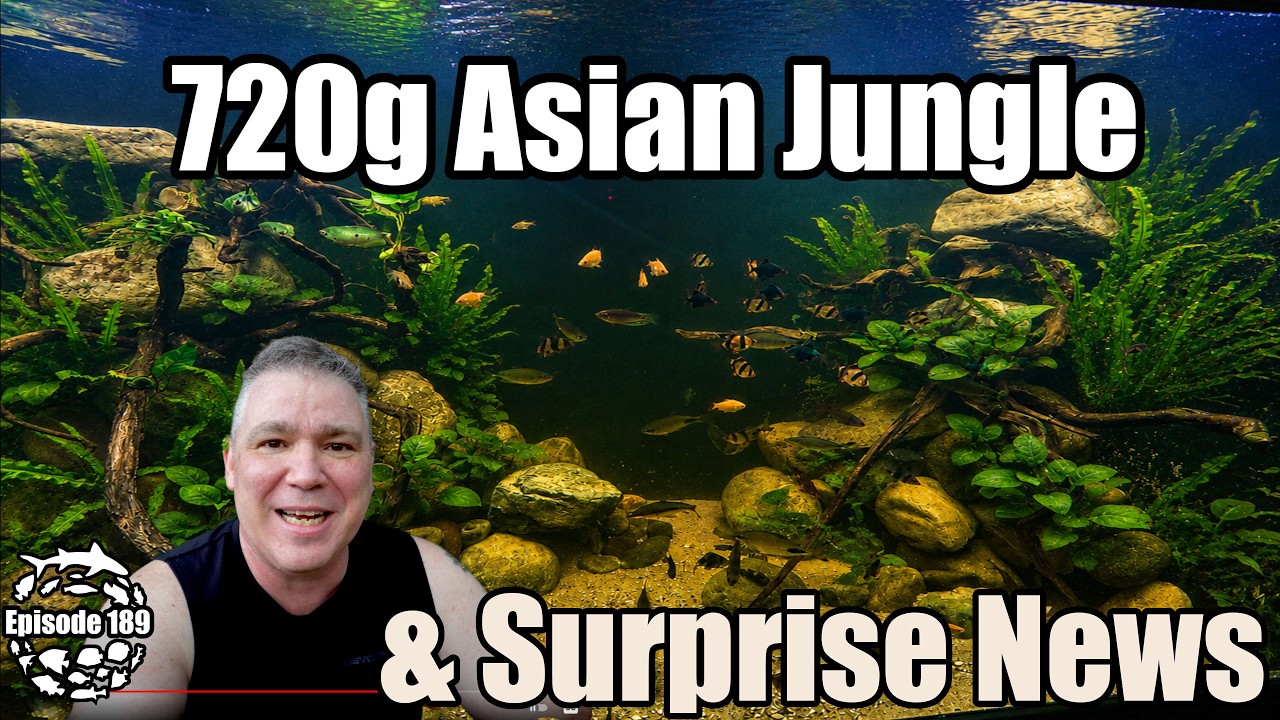 720 Gallon Monster Community Aquarium is Live & Some Surprise News at the End of the Video