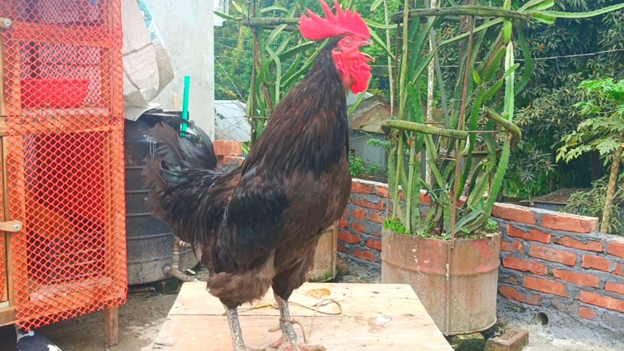 why do roosters crow - YouTube