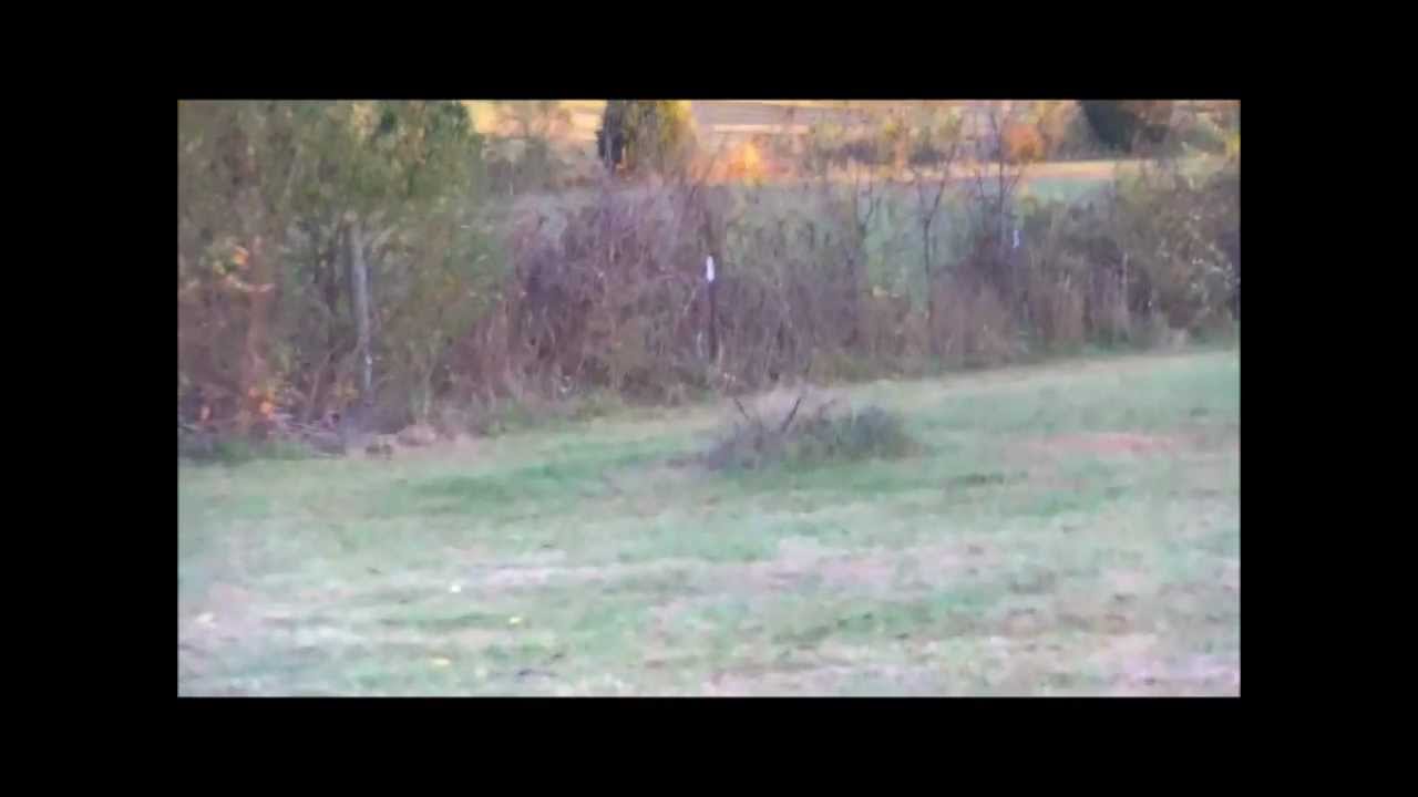 Evidence Bigfoot Caught in Trap YouTube