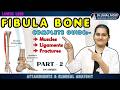 Fibula Bone Clinical Anatomy & Muscle Attachments part 2 | Foot Drop & Pott's Fracture Explained