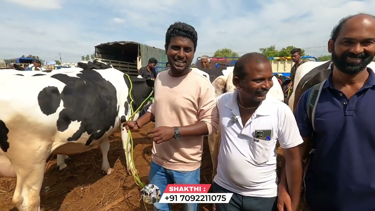 Low Cost Cows For Sale | അടിപൊളി  ക്വാളിറ്റി പശുക്കൾ കുറഞ്ഞ വിലയിൽ വാങ്ങാം | Erode Cow Market |