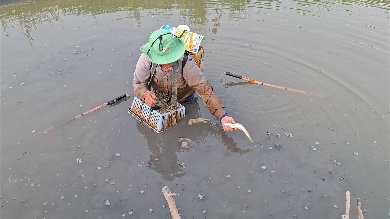 Hôm nay chú sáu đi tét cây 14f cho anh ở Vĩnh Long nha, nay tét cây 14f quá đã anh em ơi, cá quá 