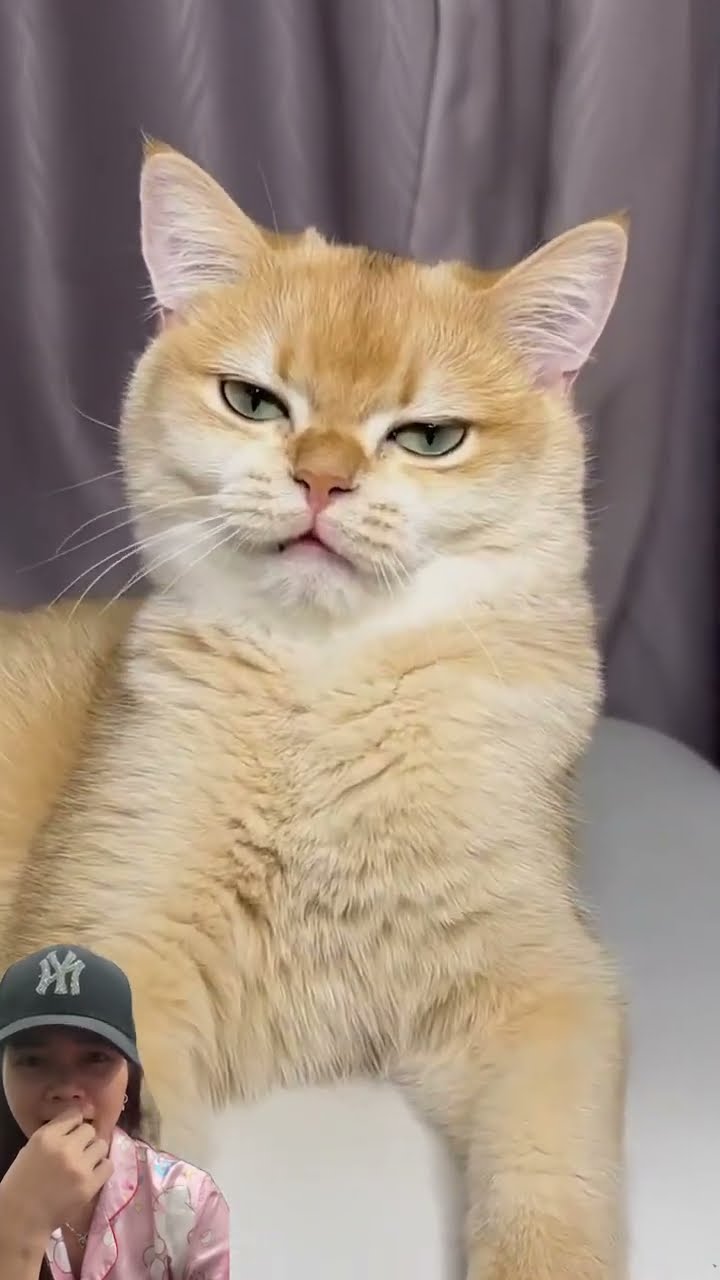 EKOR MIAW SAKIT WAKTUNYA PEMBALASANNNN ⁉️#shorts #funny #dubbing