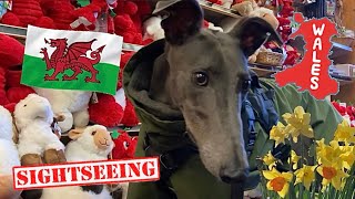 GREYHOUND shows you her favourite must see places in Snowdonia National Park