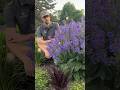 Salvia тАШBig SkyтАЩ Is New To The ProvenWinnersYouTube Perennial Program For 2025ЁЯШН Plants Garden Salvia тАШBig SkyтАЩ Is New To The ProvenWinnersYouTube Perennial Program For 2025ЁЯШН Plants Garden