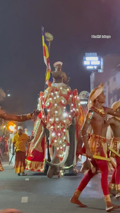 සපත්තුවත් දාගෙන හැඩට යන බුරුම කළු කොල්ලා #elephant #kandyesalaperahera #burumaraja #miyanmar