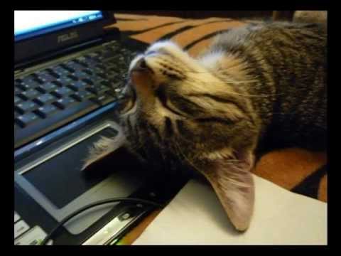 Как спят коты смешные фото