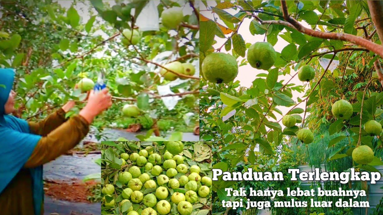 TIPS AGAR  BUAH JAMBU KRISTAL LEBAT DAN MULUS TANPA PESTISIDA KIMIA