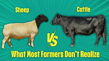 Cattle vs. Sheep: Which Makes More Money?