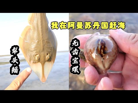 《Oman自驾》第7集：大潮赶海，收获好多稀有的无齿宝螺，一个就能卖大几百 #赶海 #环球旅行 #阿曼 #抓螃蟹 #自驾 #无齿宝螺 #露营生活 #户外 #大潮