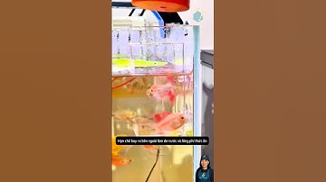 Sử dụng hộp cho cá ăn hai lớp dụng cụ đơn giản giữ nước luôn sạch và tiết kiệm thức ăn #shorts