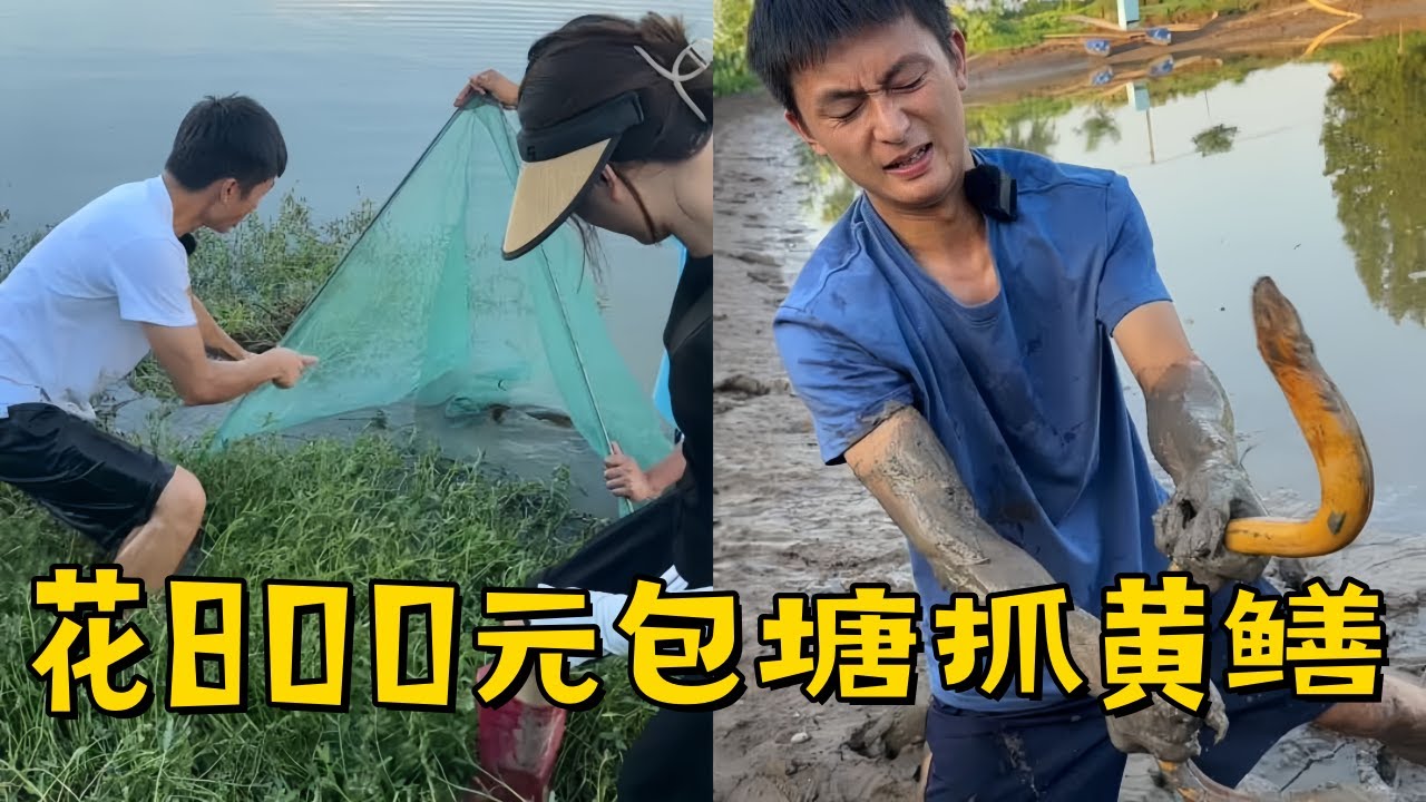 水猴子花800元包塘抓黄鳝，用小时候抓鳝鱼的土办法没想到效果如此好！