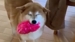 Tippy Tappy, Doggo is happy by Rapid Liquid 34,822 views 5 months ago 1 minute, 2 seconds