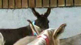 Bryony And Jessica G oTo Donkey World :L