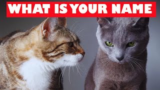 😺Do Cats Know Each Other's Names? Can Cats Recognize Other Cats' Names? by LIFE OF CATS 245 views 4 weeks ago 9 minutes, 19 seconds