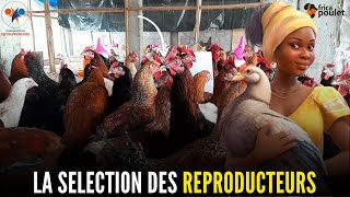 Partie 16: 3 SECRETS DE SELECTION des REPRODUCTEURS DU POULET GOLIATH en Afrique (élevage poulet)