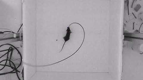 DeepLabCut with mouse 1