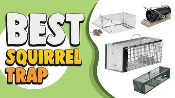 Best Squirrel Trap in 2021 – Catch Squirrel Easily & Efforylessly!