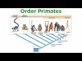 Primate Evolution and Characteristics