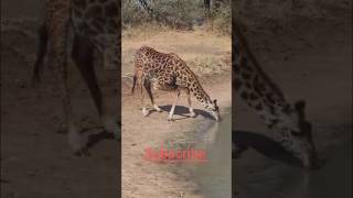 Giraffe Most Difficult Challenge #animals #africansafari #wildlife #wildanimals #africa