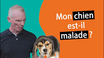 Comment soulager la toux chez le chien ?