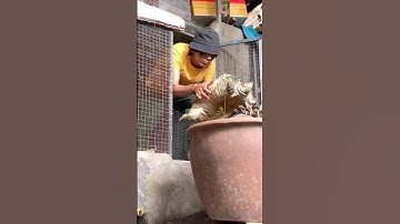 Tắm cho rùa common 7 năm tuổi ❤️