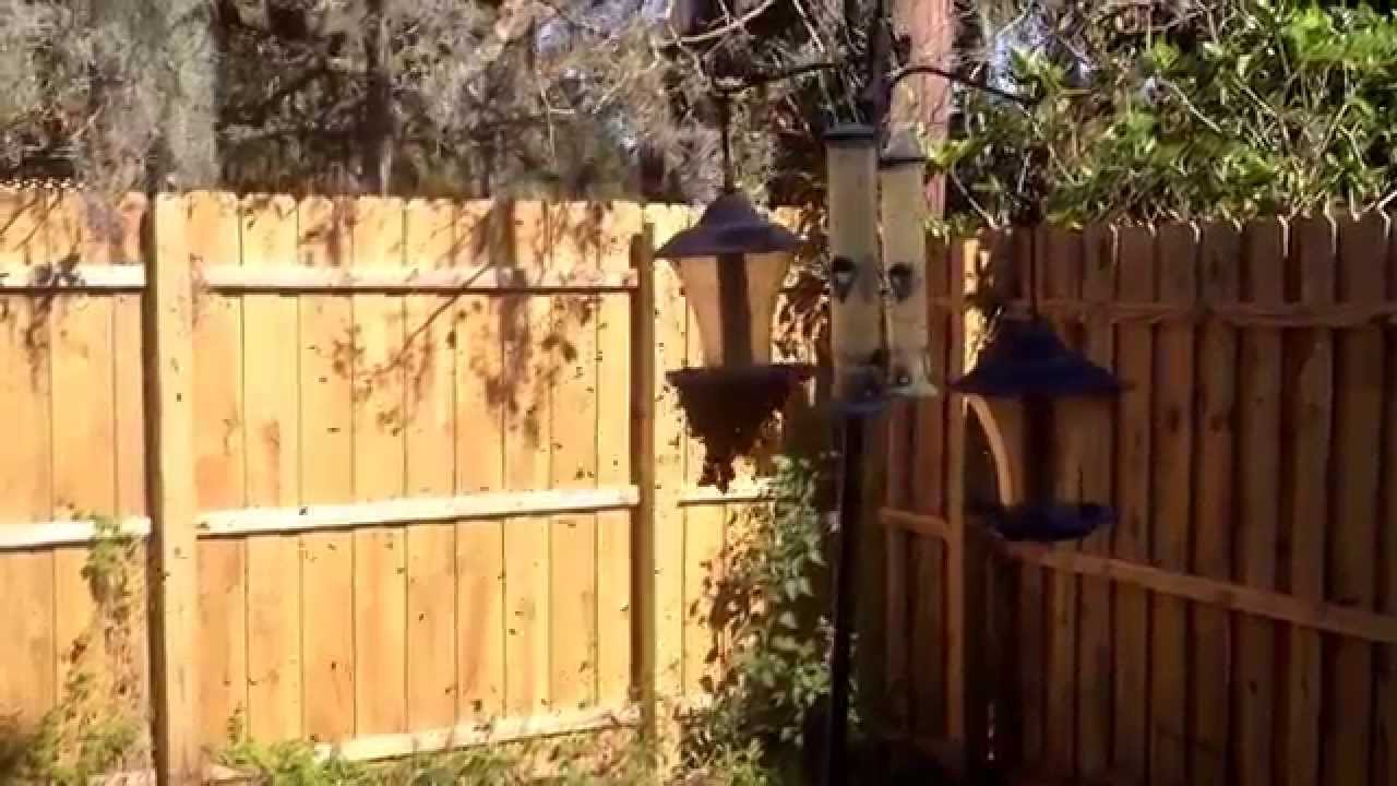 Getting Rid Of Bees In Back Yard Youtube