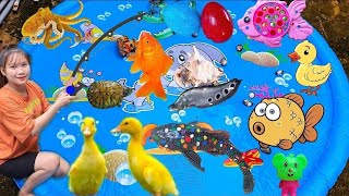 Vlog Rabbit Plays With Animals, Crocodiles, Crabs, Colorful Mice,