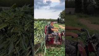 Green Fodder Silage from maize 🌽  #maize #Silage #farming #ytshorts #ytshortsindia #viralshort