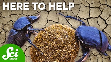 How Dung Beetles Clean Up Our Messes