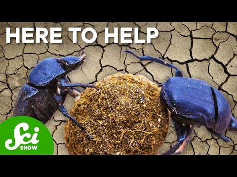 Video: Dung beetle, exciting life