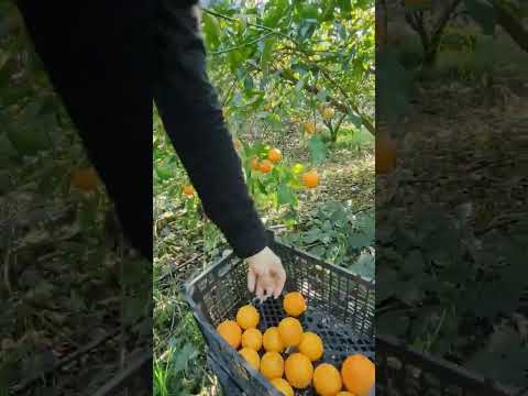 پرتقال چینی باغ