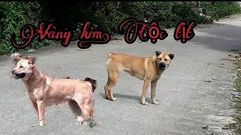 Chó mông cộc tịt màu vàng kim