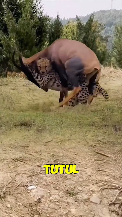 leopard vs wild goat fight
