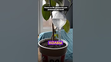 Купил автополив для растений за 100₽ и он работает! #загородныйдом