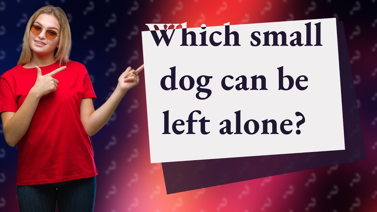 Which small dog can be left alone? YouTube