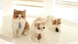 Three Kittens Looking for Jobs by sweetfurx4 125,045 views 10 years ago 1 minute, 26 seconds