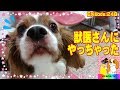 病院で恐怖のあまり先生にヤラかしたキャバリア犬248　Dogs afraid of hospital.